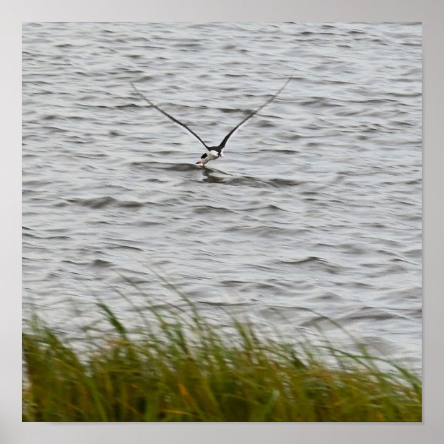 Póster Poster de foto de pájaro Skimmer (Frente)