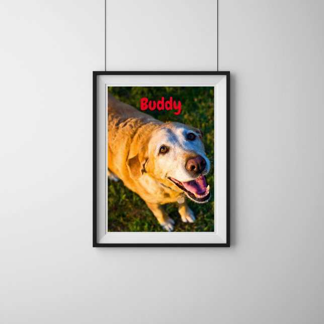 Póster Poster de fotografía conmemorativa de perros mayor (Subido por el creador)