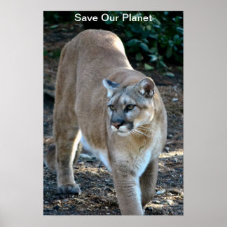 Póster poster de fotografía Cougar "Salva nuestro planeta