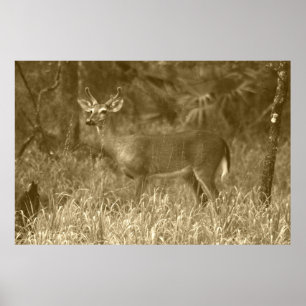 Póster Poster de fotografía de Buck Deer