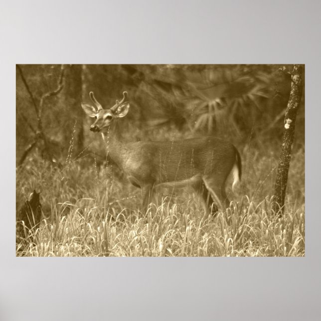 Póster Poster de fotografía de Buck Deer (Frente)