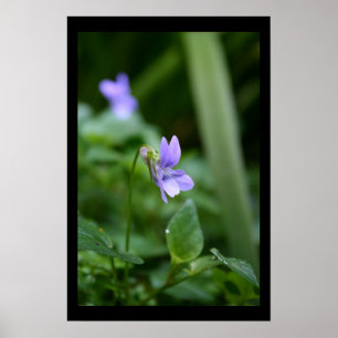 Póster Poster de fotografía de Floral de Wild Violets