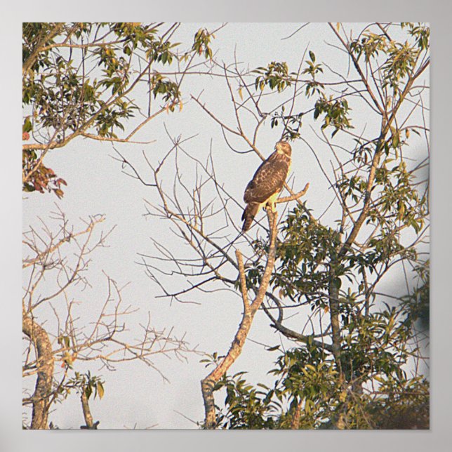 Póster Poster de fotografía de halcón rojo (Frente)