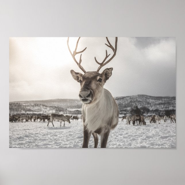 Póster Poster de fotografía de la naturaleza de los renos (Frente)