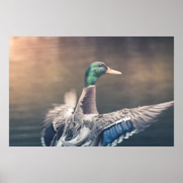 Póster Poster de fotografía de la naturaleza del pato