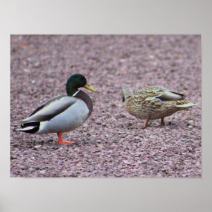Póster Poster de fotografía de Mallard Ducks