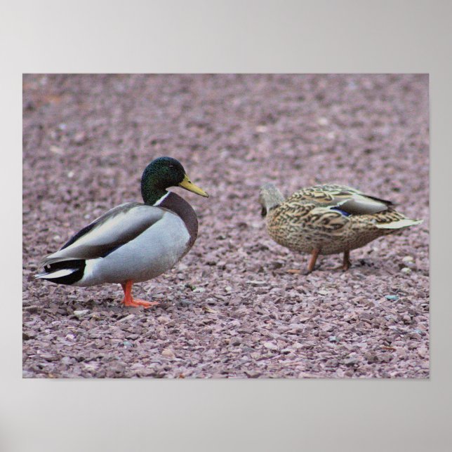 Póster Poster de fotografía de Mallard Ducks (Frente)