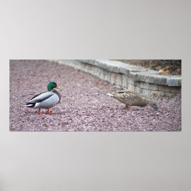 Póster Poster de fotografía de Mallard Ducks (Frente)