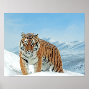 Póster Poster de fotografía de naturaleza invernal de los