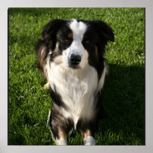 Póster Poster de fotografía de Pastor Australiano