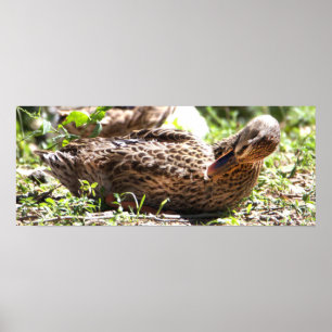 Póster Poster de fotografía de pato