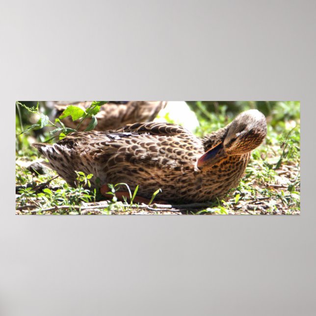 Póster Poster de fotografía de pato (Frente)