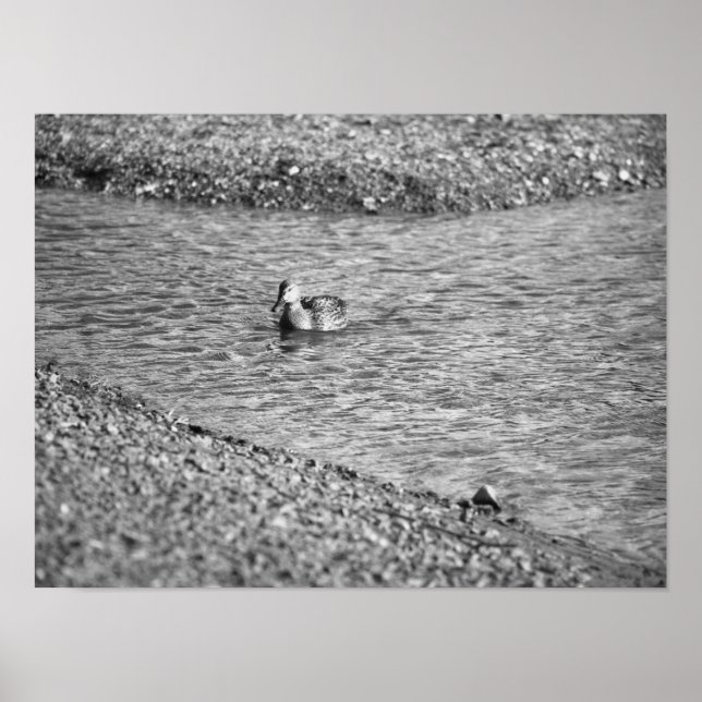 Póster Poster de fotografía de pato (Frente)