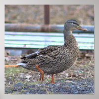 Poster de fotografía de pato