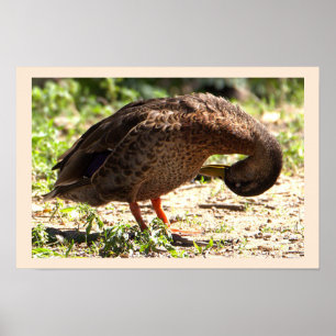 Póster Poster de fotografía de pato