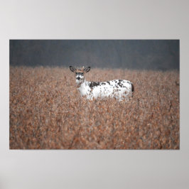 Póster Poster de fotografía de Piebald Deer