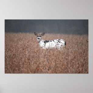 Póster Poster de fotografía de Piebald Deer