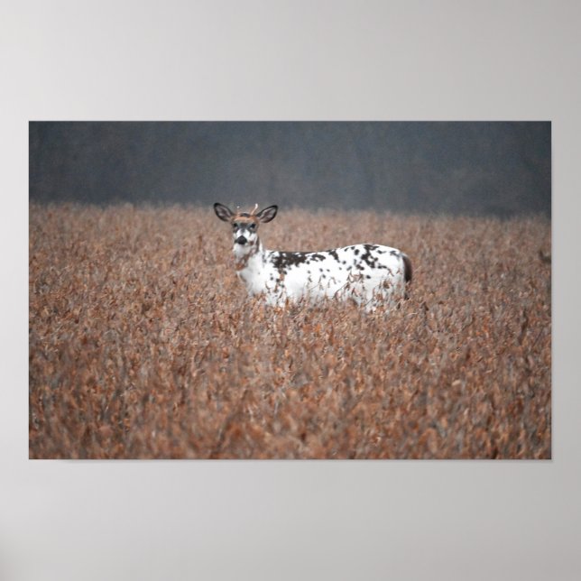 Póster Poster de fotografía de Piebald Deer (Frente)
