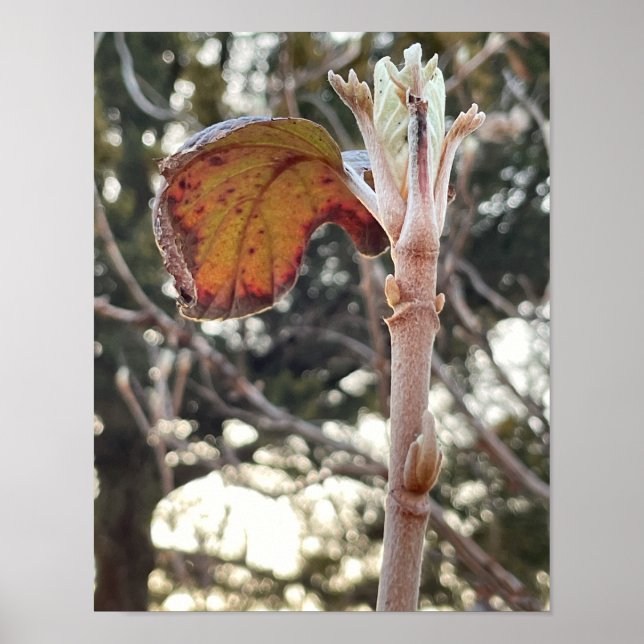 Póster Poster de fotografía de planta (Frente)