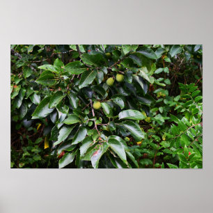 Póster Poster de fotografía de planta