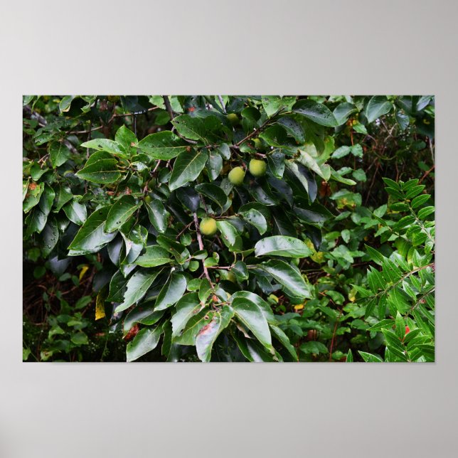 Póster Poster de fotografía de planta (Frente)