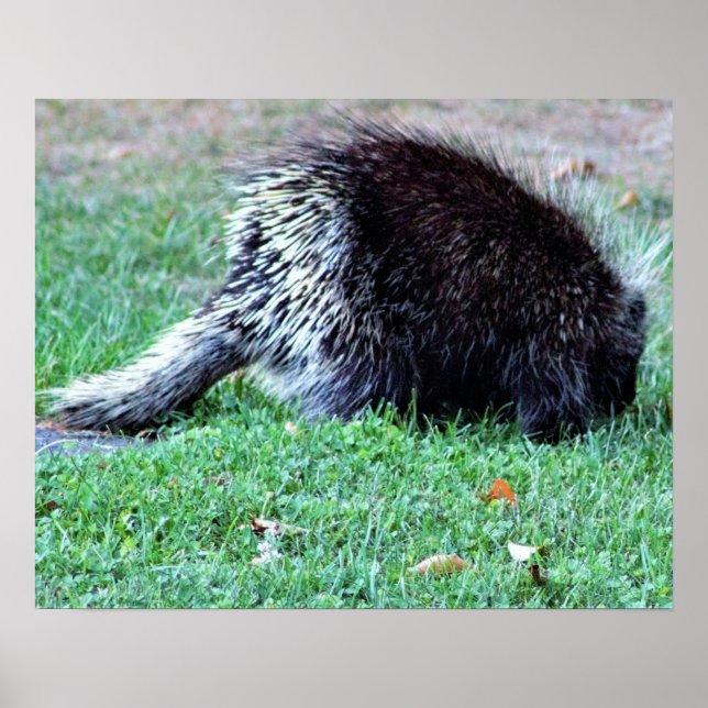 Póster Poster de fotografía de Porcupine (Frente)