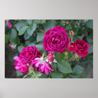 Póster Poster de fotografía de rosas