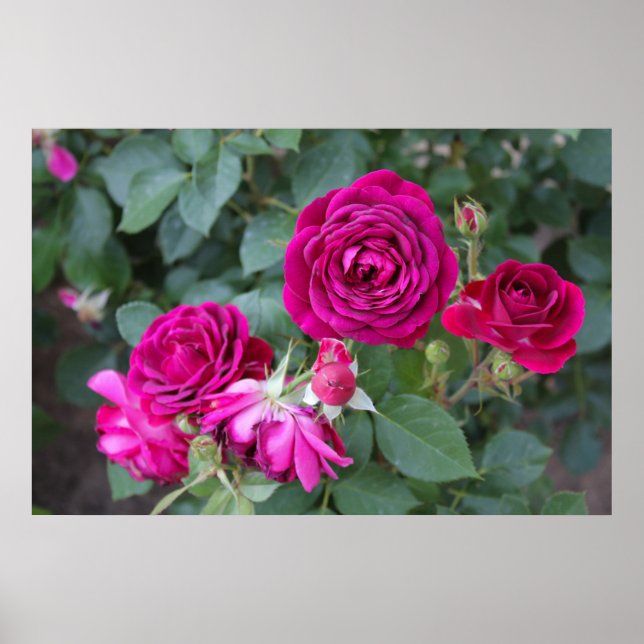 Póster Poster de fotografía de rosas (Frente)