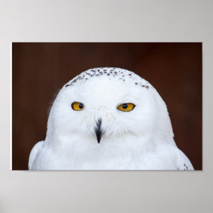 Póster Poster DE FOTOGRAFÍA DE SNOW OWL