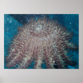 Póster Poster de fotografía de Starfish
