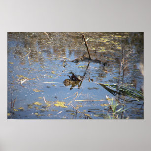 Póster Poster de fotografía de tortuga