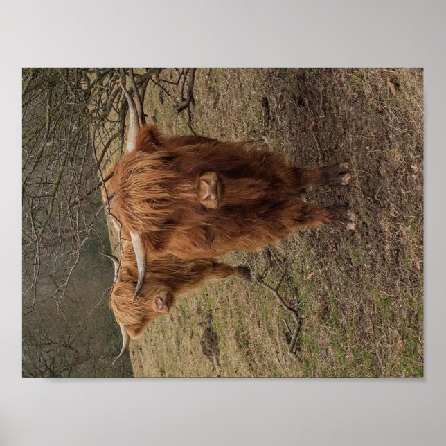 Póster Poster de fotografía de vaca de Escocia Highland (Frente)