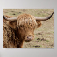 Poster de fotografía de vaca de Escocia Highland