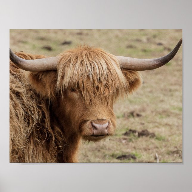 Póster Poster de fotografía de vaca de Escocia Highland (Frente)