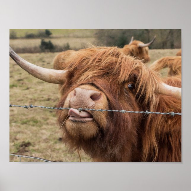 Póster Poster de fotografía de vaca de Escocia Highland (Frente)