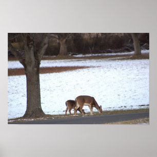 Póster Poster de fotografía de venado en nieve