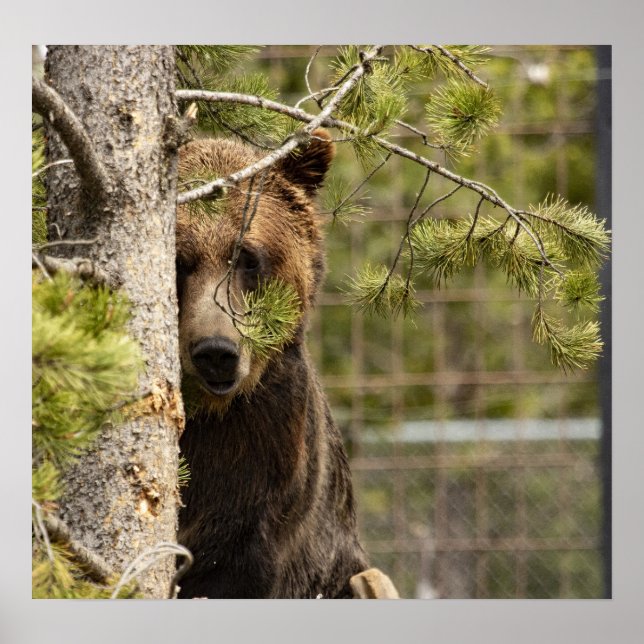 PÓSTER POSTER DE FOTOGRAFÍA DEL OSO GRIZZLY (Frente)