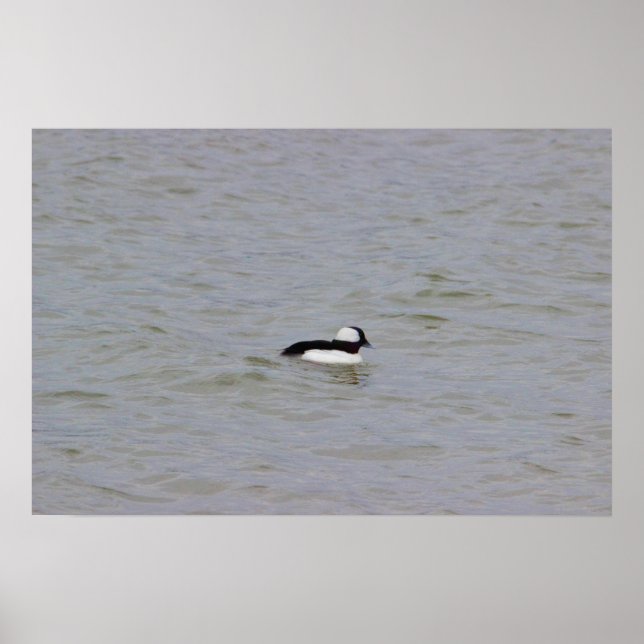 Póster Poster de fotografía del pato Bufflehead (Frente)