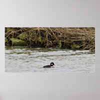 Poster de fotografía del pato Bufflehead