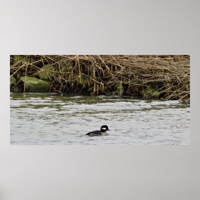 Póster Poster de fotografía del pato Bufflehead (Frente)