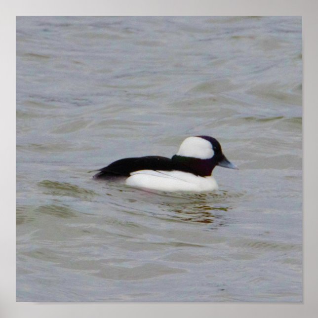 Póster Poster de fotografía del pato Bufflehead (Frente)