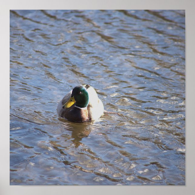 Póster Poster de fotografía del pato Mallard (Frente)
