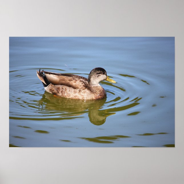 Póster Poster de fotografía del pato Mallard (Frente)