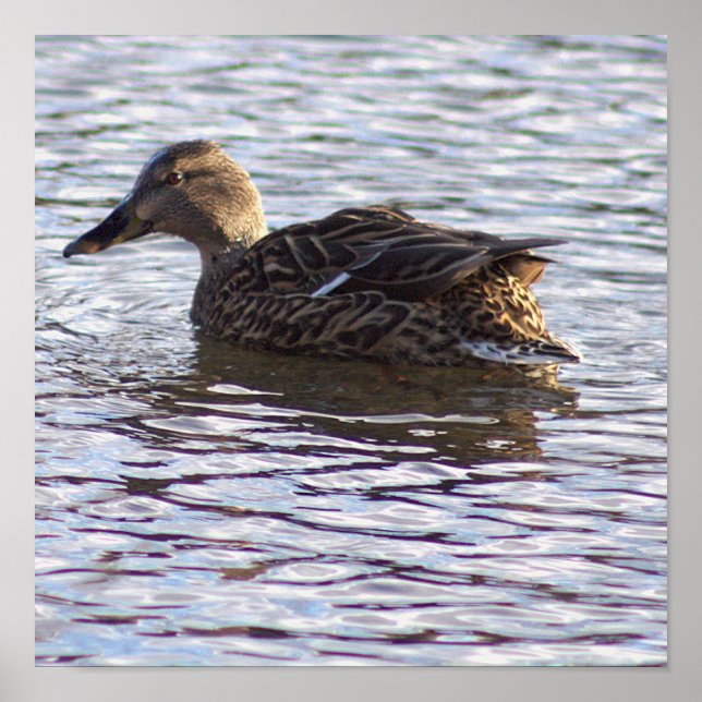 Póster Poster de fotografía del pato Mallard (Frente)