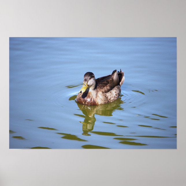 Póster Poster de fotografía del pato Mallard (Frente)