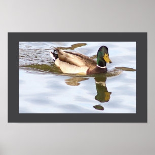 Póster Poster de fotografía del pato Mallard