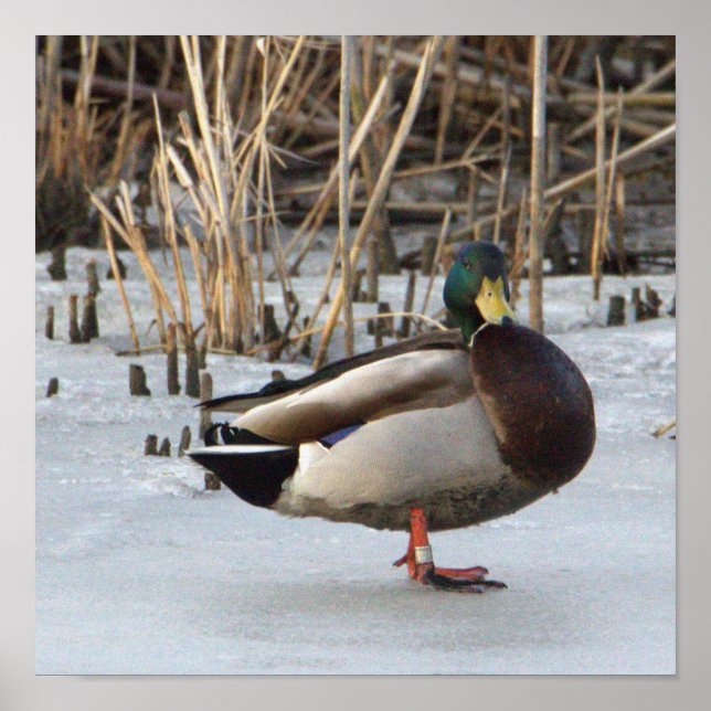 Póster Poster de fotografía del pato Mallard (Frente)