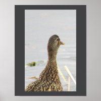 Poster de fotografía del pato Mallard