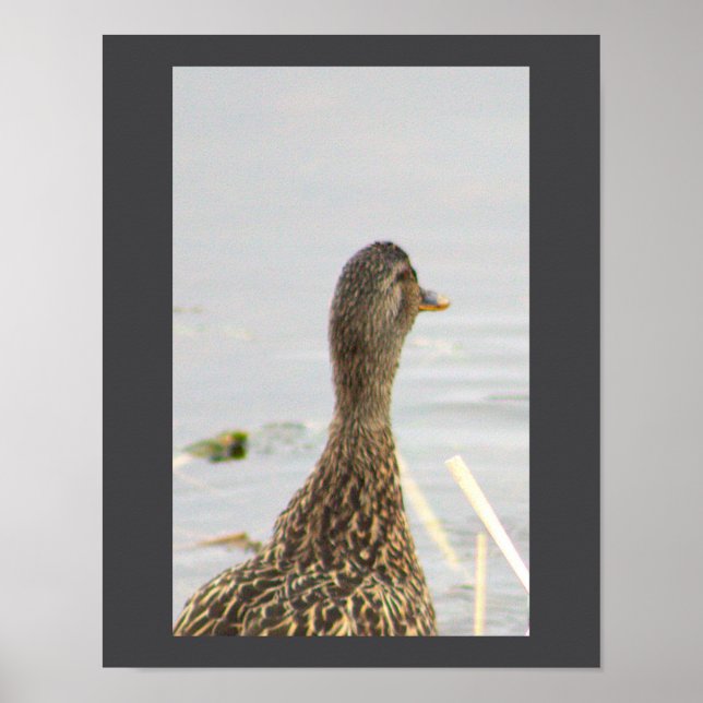 Póster Poster de fotografía del pato Mallard (Frente)