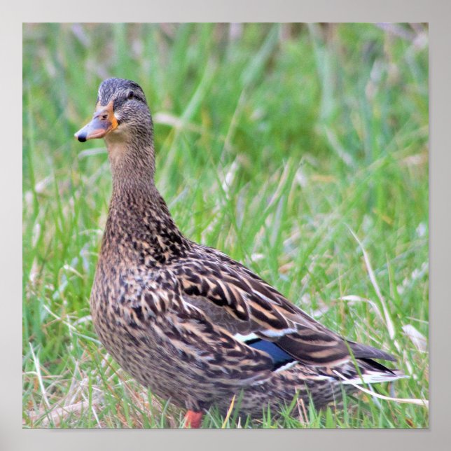 Póster Poster de fotografía del pato Mallard (Frente)